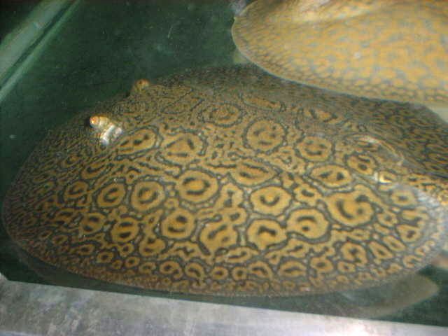 Potamotrygon spec. NEW